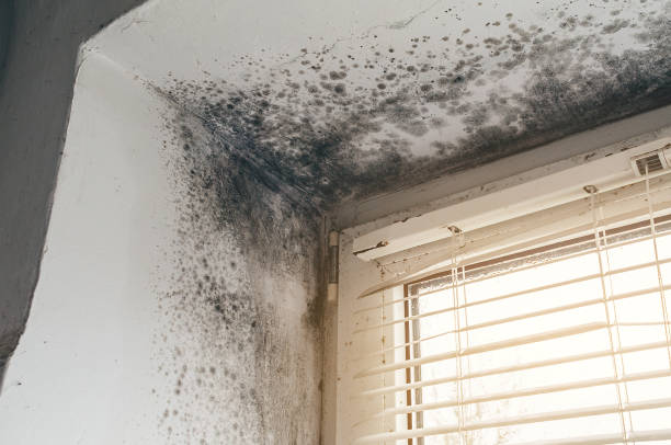 Affordable Mold Remediation solutions in Marlborough, MA